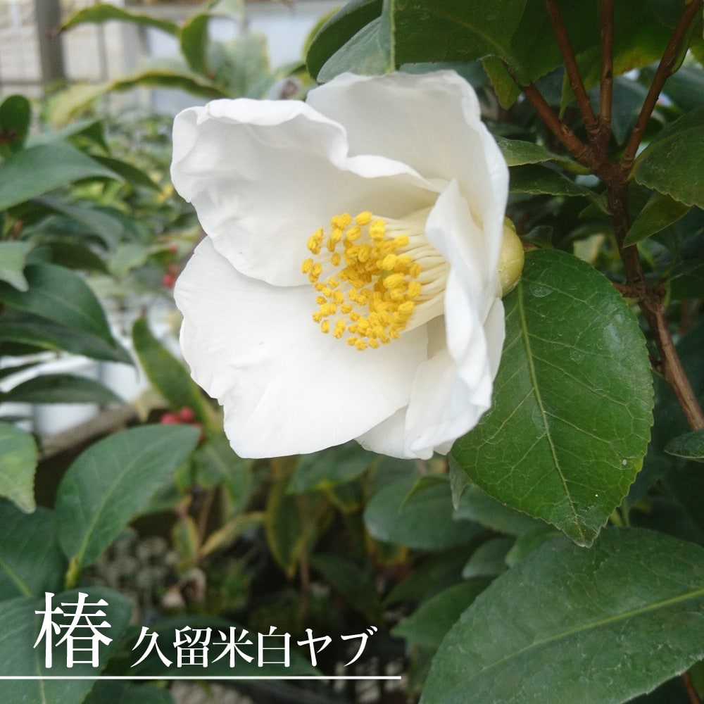 楽天市場 久留米 白ヤブ 椿 接木 白鉢苗 開花 11月 12月 2 4月頃 苗木部 ｂｙ 花ひろばオンライン