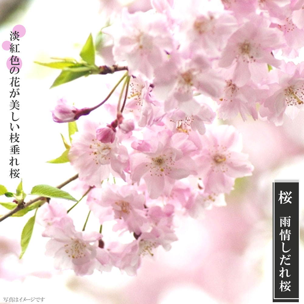 楽天市場 しだれ桜 雨情枝垂れ桜 うじょうしだれ 1年生 接ぎ木 苗 苗木部 ｂｙ 花ひろばオンライン