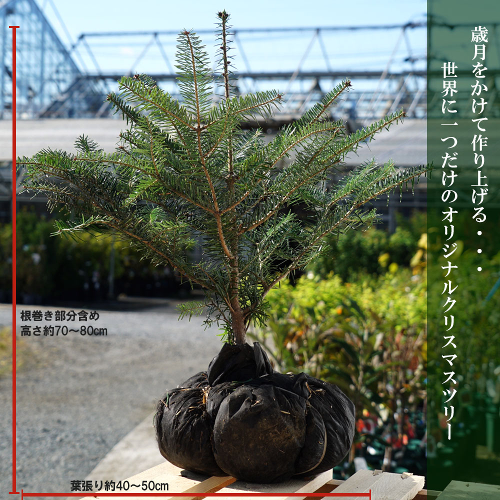 楽天市場 本物のクリスマスツリー もみの木 ウラジロモミ 根巻き苗 庭木 苗木 苗木部 ｂｙ 花ひろばオンライン