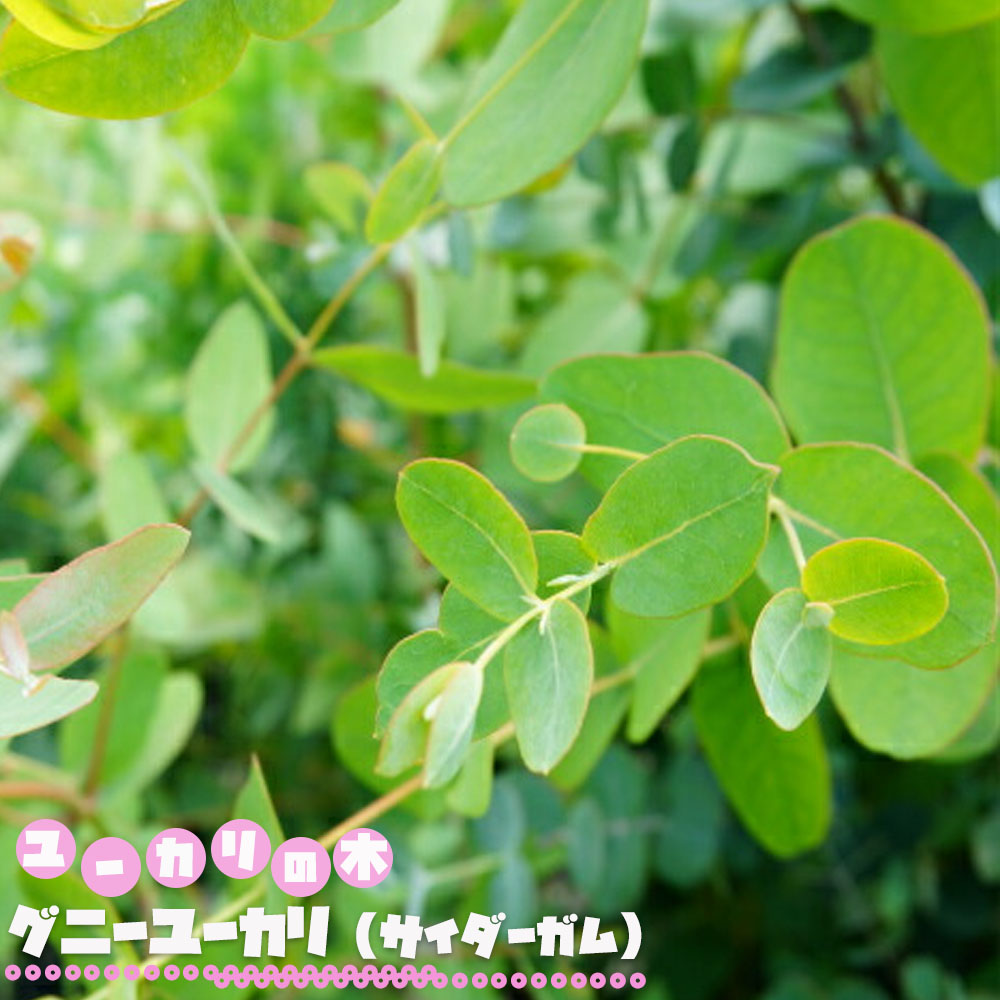楽天市場 ユーカリの木 グニーユーカリ サイダーガム 3号ポット苗 シンボルツリー 生垣 目隠し 庭木 常緑樹 苗木部 ｂｙ 花ひろばオンライン