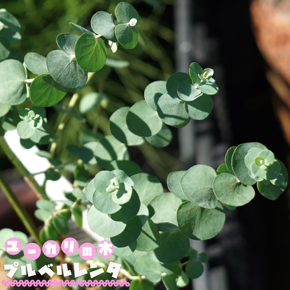 楽天市場 香りのユーカリの木 プルベルレンタ 3号ポット苗 シンボルツリー 生垣 目隠し 庭木 常緑樹 苗木部 ｂｙ 花ひろばオンライン