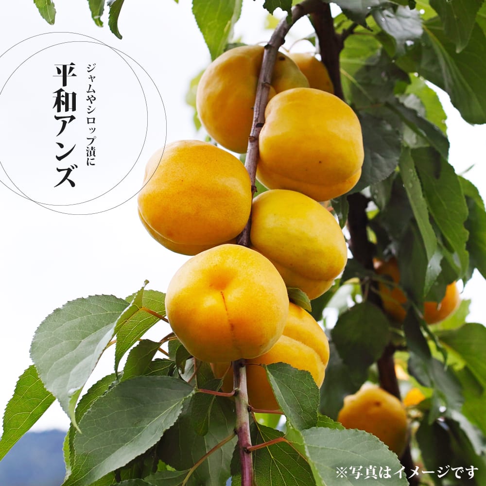 楽天市場】【ハス種】 アボカド Aタイプ 2年生 接木 苗木 単品 楽天市場】【ハス種】 アボカド Aタイプ 2年生 接木 苗木 単品