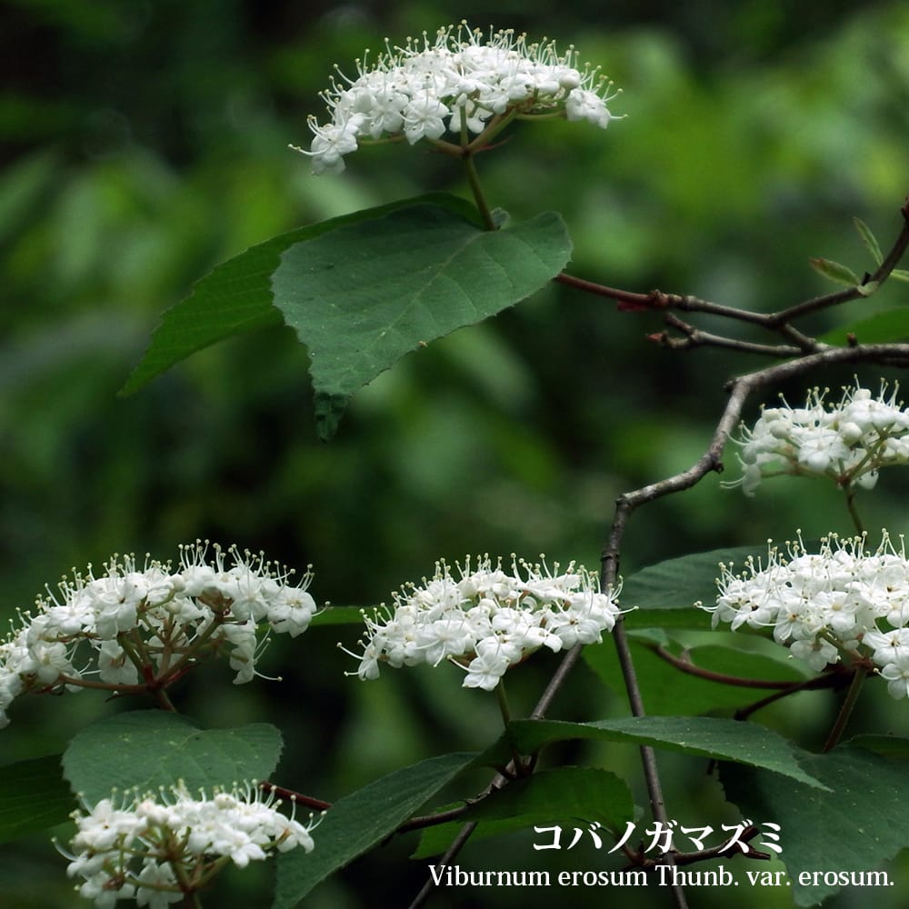 岡山後楽園【公式】Okayama Korakuen Garden | 【令和6年3月25日