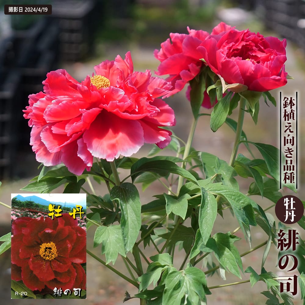 楽天市場】【牡丹】 （紅色） 玉緑 （たまみどり） 2年生 6号スリット