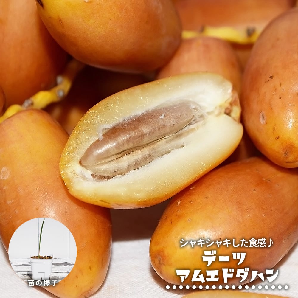 楽天市場】デーツ 【ブレーム】 実生 ポット苗 5苗セット : 苗木