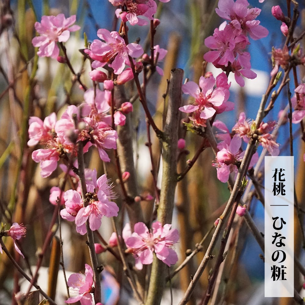 楽天市場】食べられる枝垂れ花桃 【ひなのたき】 1年生接木苗