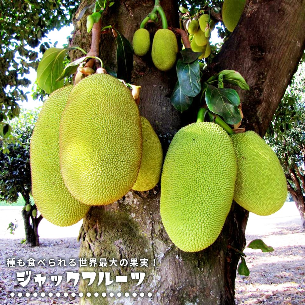 楽天市場】フィンガーライム 苗 【グリーンジャイアント】 果皮：黄色