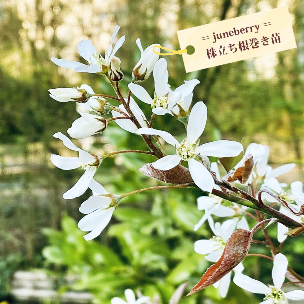 90-1まいこ様ジューンベリー8号苗 90-1まいこ様ジューンベリー8