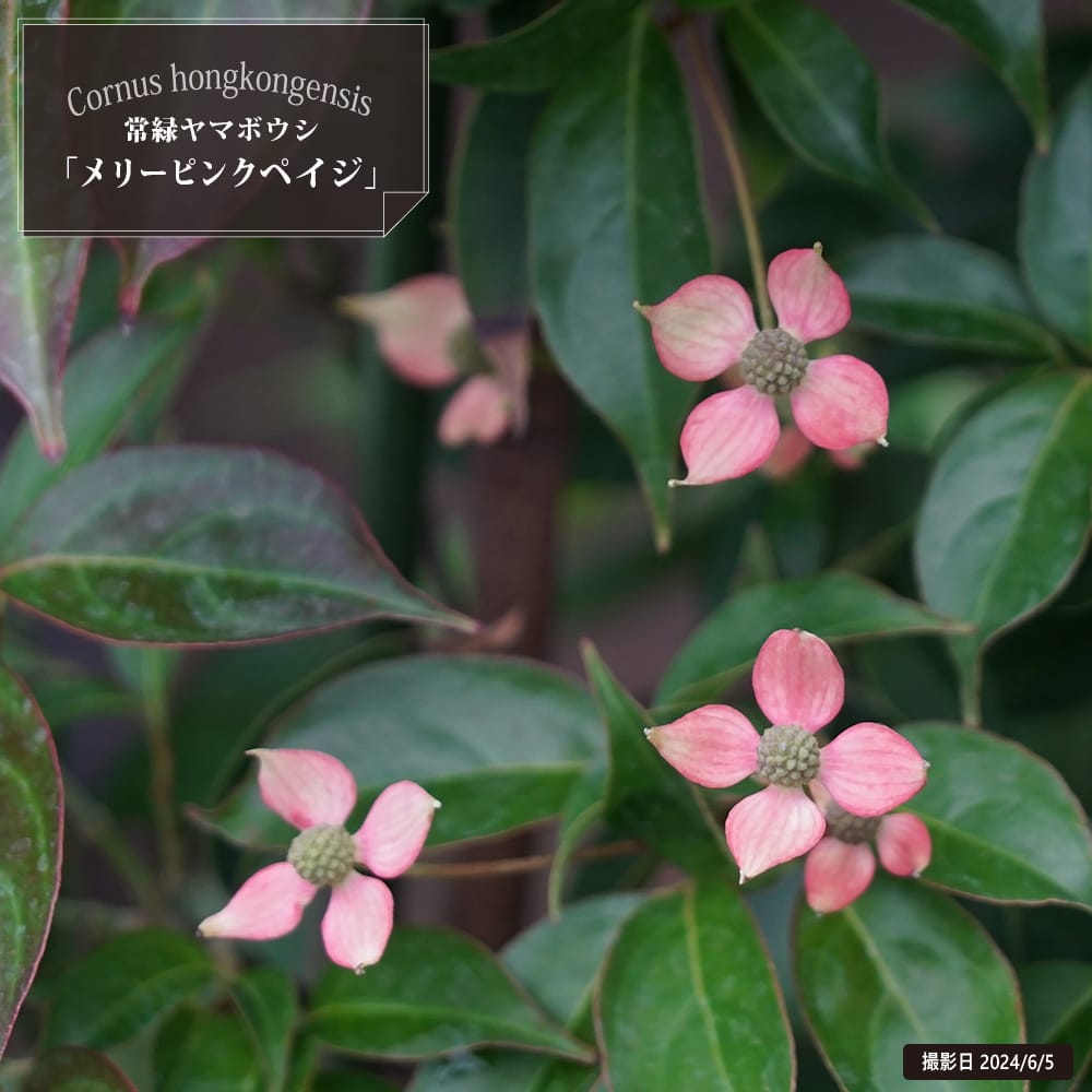楽天市場】白花 ヤマボウシ 株立ち（寄せ株） 根巻き大苗 大型
