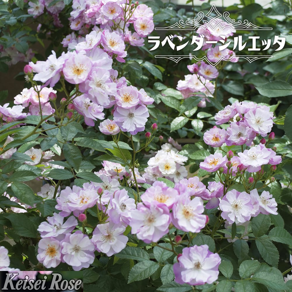 楽天市場】ラベンダー・シルエッタ（大苗） 7号鉢植え つるバラ