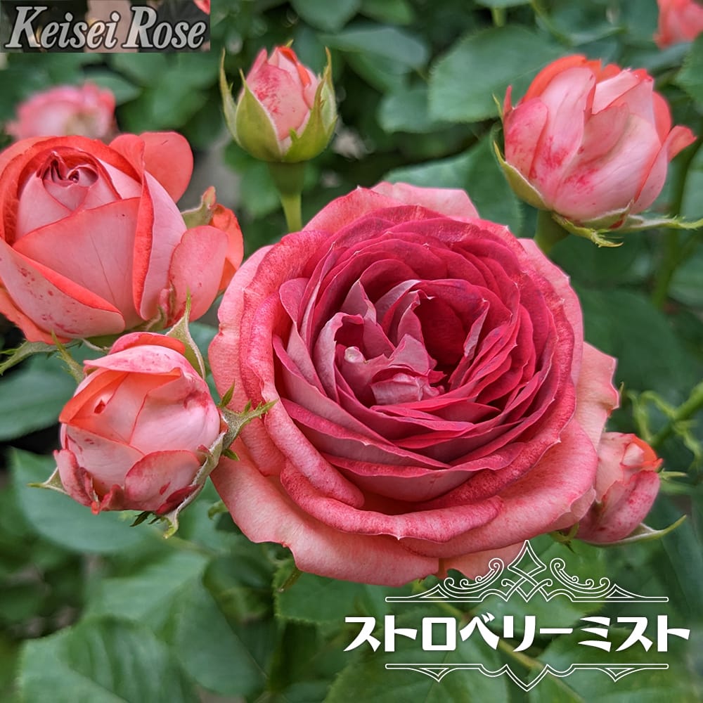 楽天市場】四季咲きバラ苗 【シュガーキャンディーローズ （FL）】 2