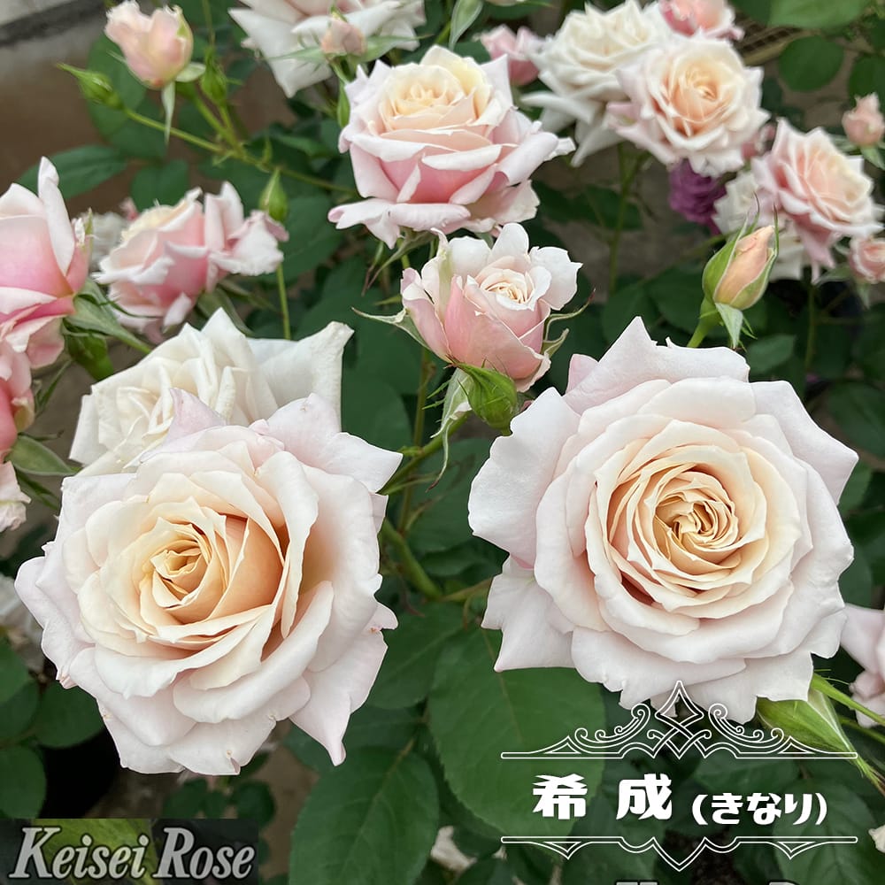 楽天市場】四季咲きバラ苗 【エンチャンティッドピース （HT）】 2年生