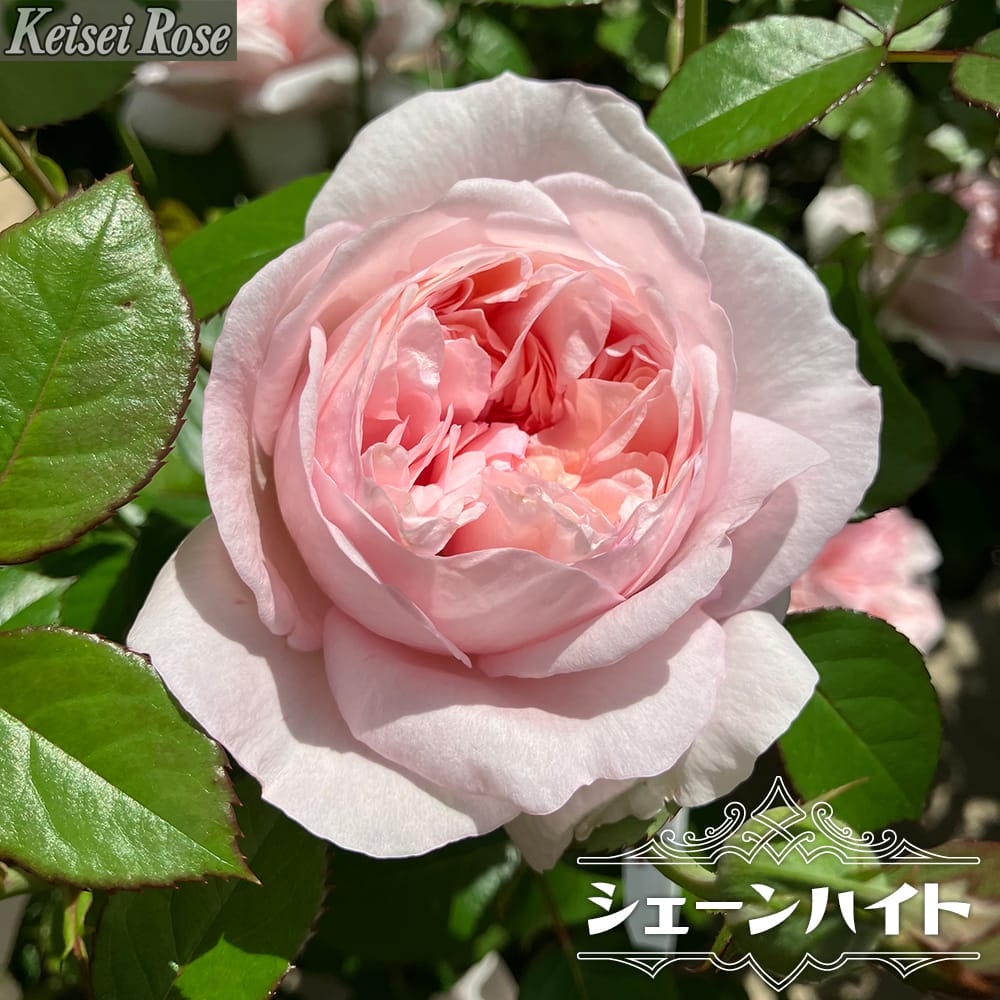 薔薇　開花株苗　２点まとめ ◇開花後強剪定株 花芽なし◇ <br>バラ 苗 【グルスアンアーヘン