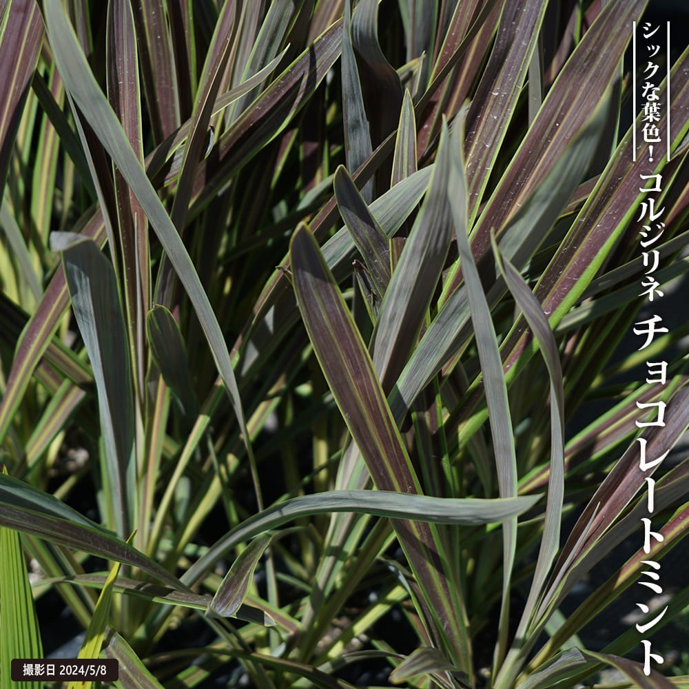 ディクソニア　アンタルクティカ　　引取限定　2 ディクソニア・アンタルクティカ （大）Dicksonia antarctica