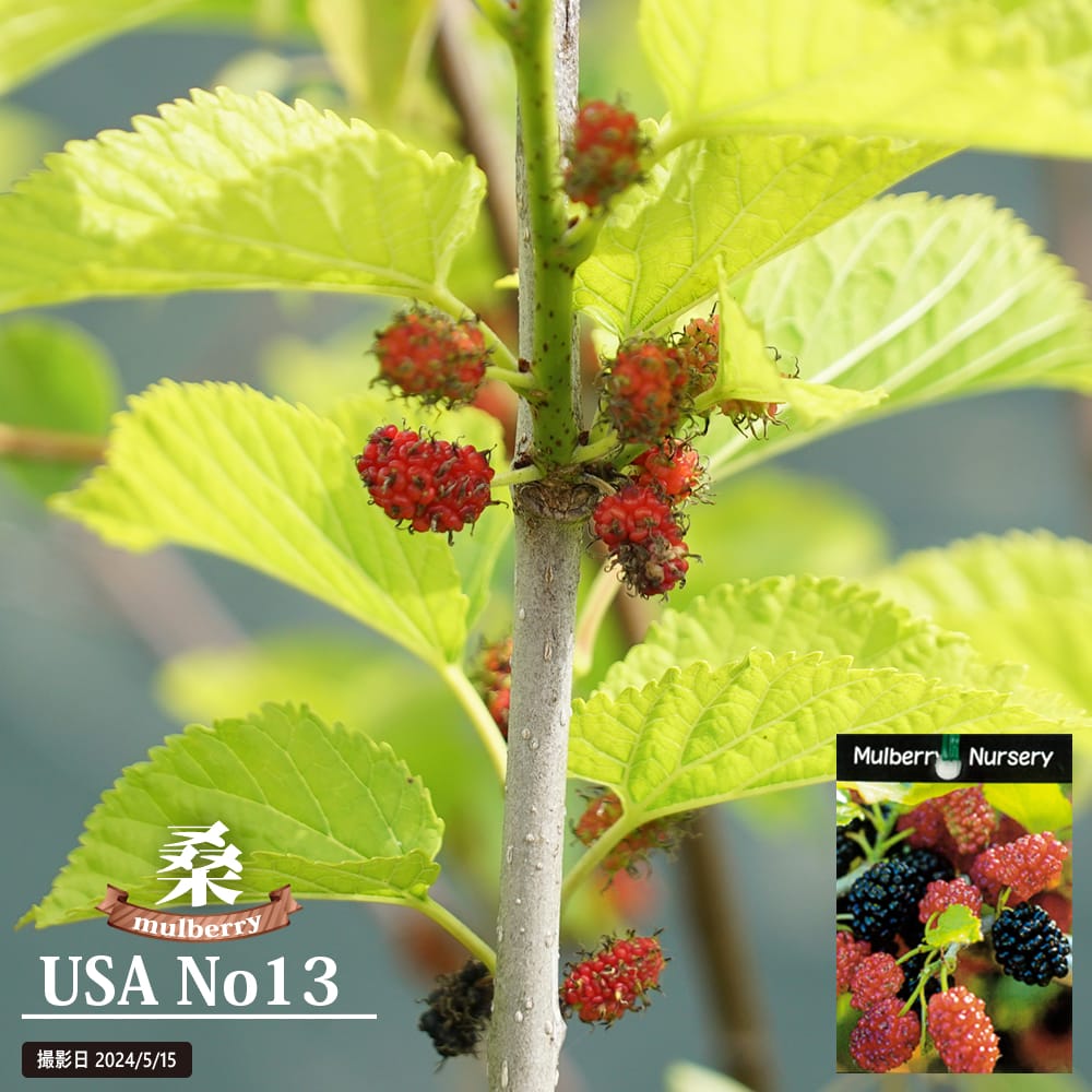 楽天市場】マルベリー USA No13 ポット苗 桑 果樹苗木 果樹苗 : 苗木部
