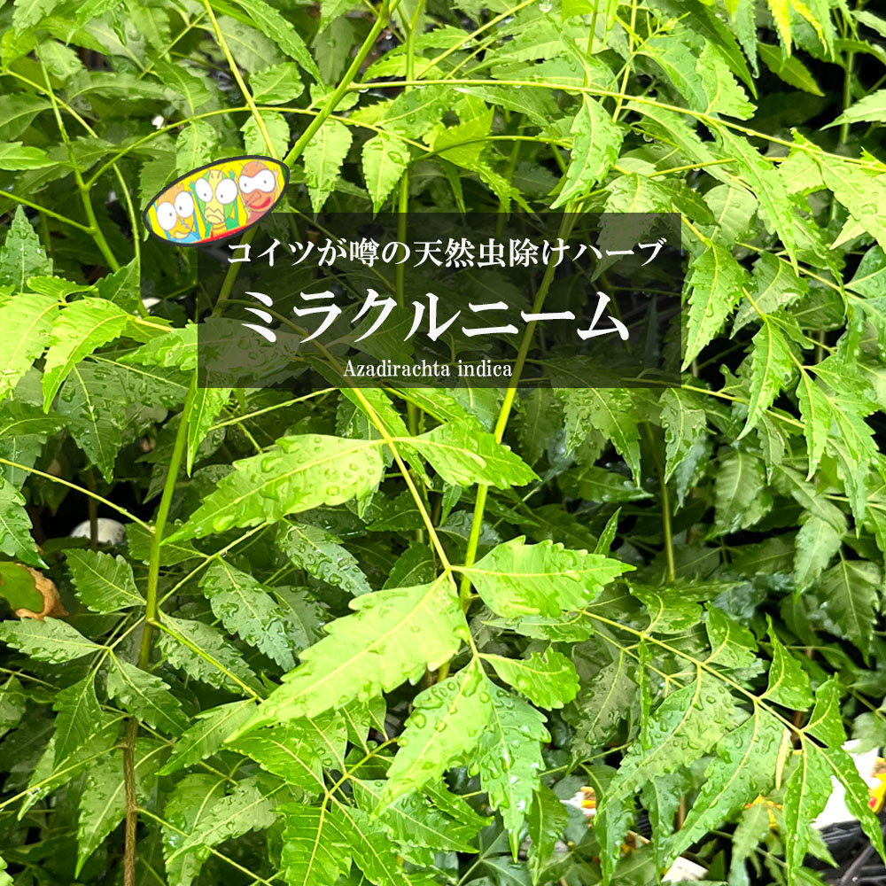 モリンガ　オバリフォリア　モリンガ苗　スーパーフード　奇跡の樹　野菜　ワサビノキ 06428277_moringa0.jpg