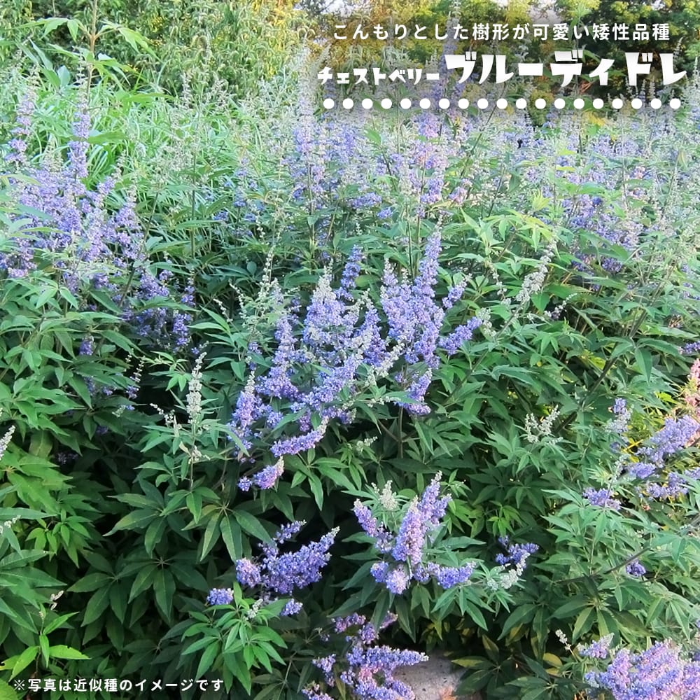 チョウセンニンジン　プルプレア苗木 楽天市場】ニンジンボク【プルプレア】 ポット苗 PVP : 苗木部