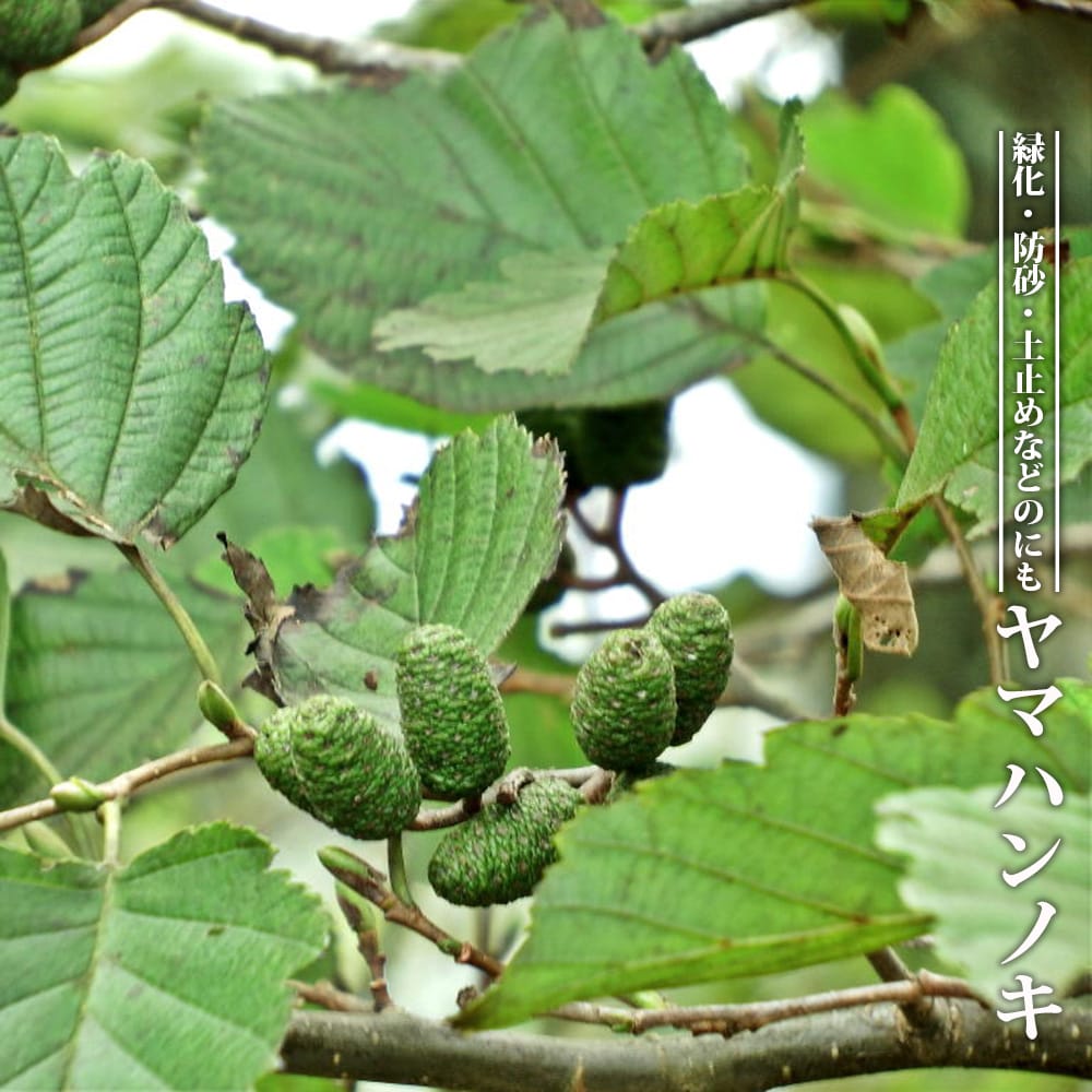 楽天市場】【里の木シリーズ】 コブシ 3.5号ポット苗 : 苗木部 by 花