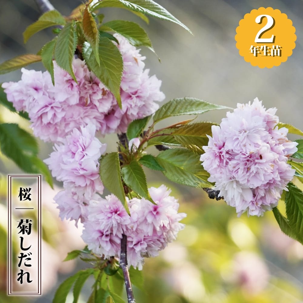 染付 鉢 丼 江戸後期 花唐草 ツバキ 蛇の目 中鉢 四方襷 染付芙蓉手 No.4 蛸唐草文輪花中鉢 / Bowl, arabesque pattern called 'tako