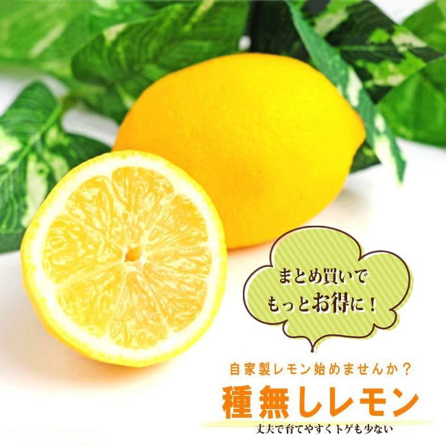 レモン 苗木 トゲなしレモン ビアフランカ 15cmポット 接木