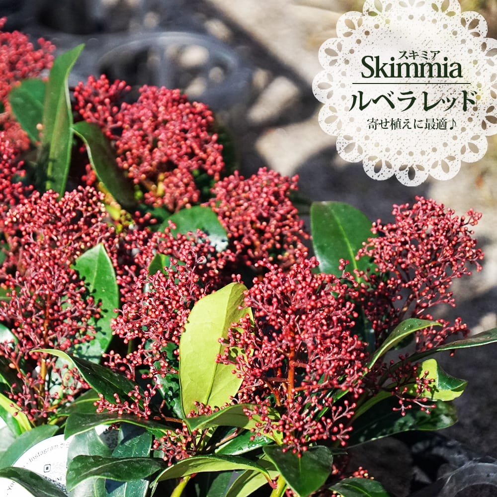 楽天市場】花が咲くスキミア ルベラ 国産 ポット苗 ルベラレッド or ル