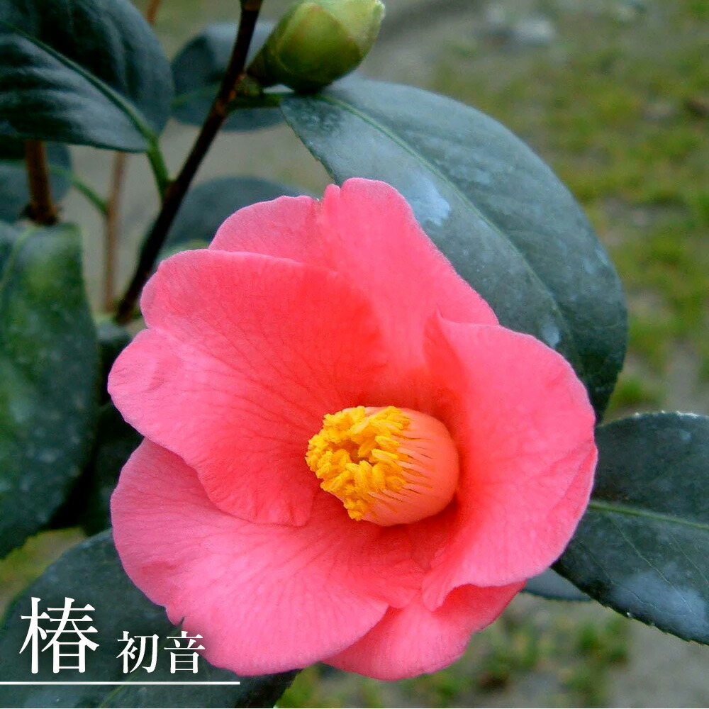 ☆、hana(旧hanaka)様ご購入苗㉕-398㉕-495㉕-538②、③、④ ☆、hana(旧hanaka)様ご購入苗㉕-398㉕-495㉕-538②、③、④