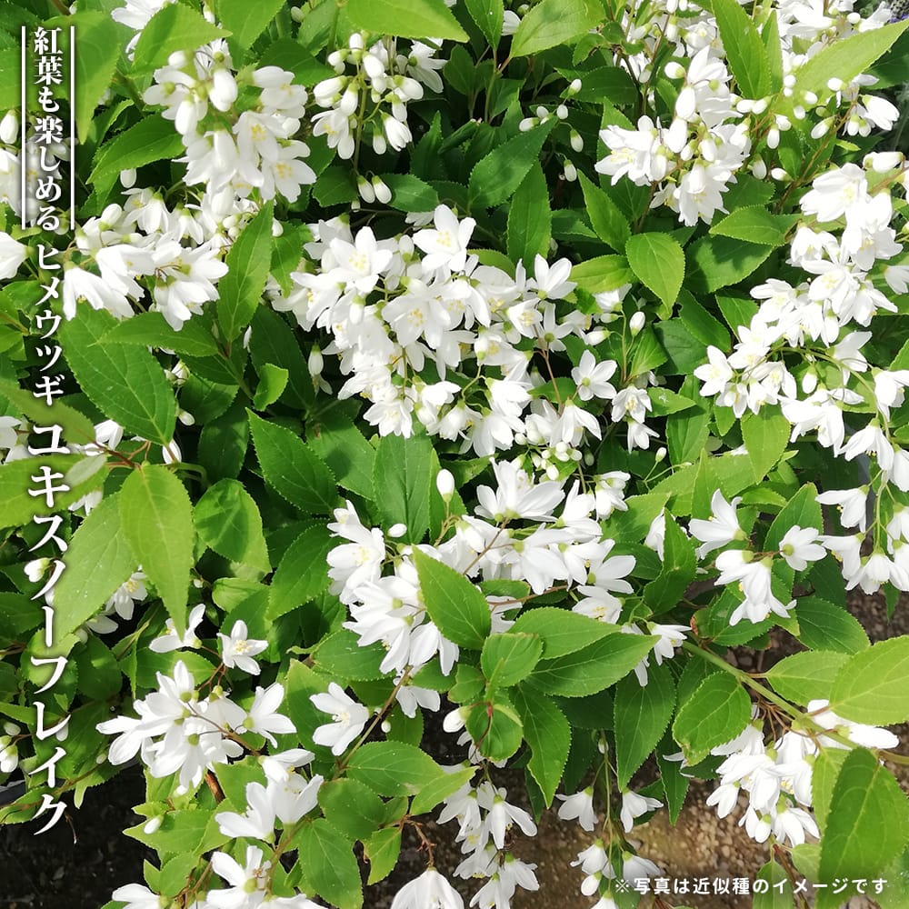 rarara #25062】（3ヘッド）ユッカグロリオサ 楽天市場