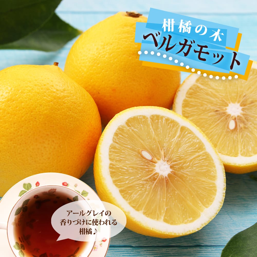 楽天市場】【紅八朔 （べにはっさく）】 3年生 接木大苗 【産地で剪定
