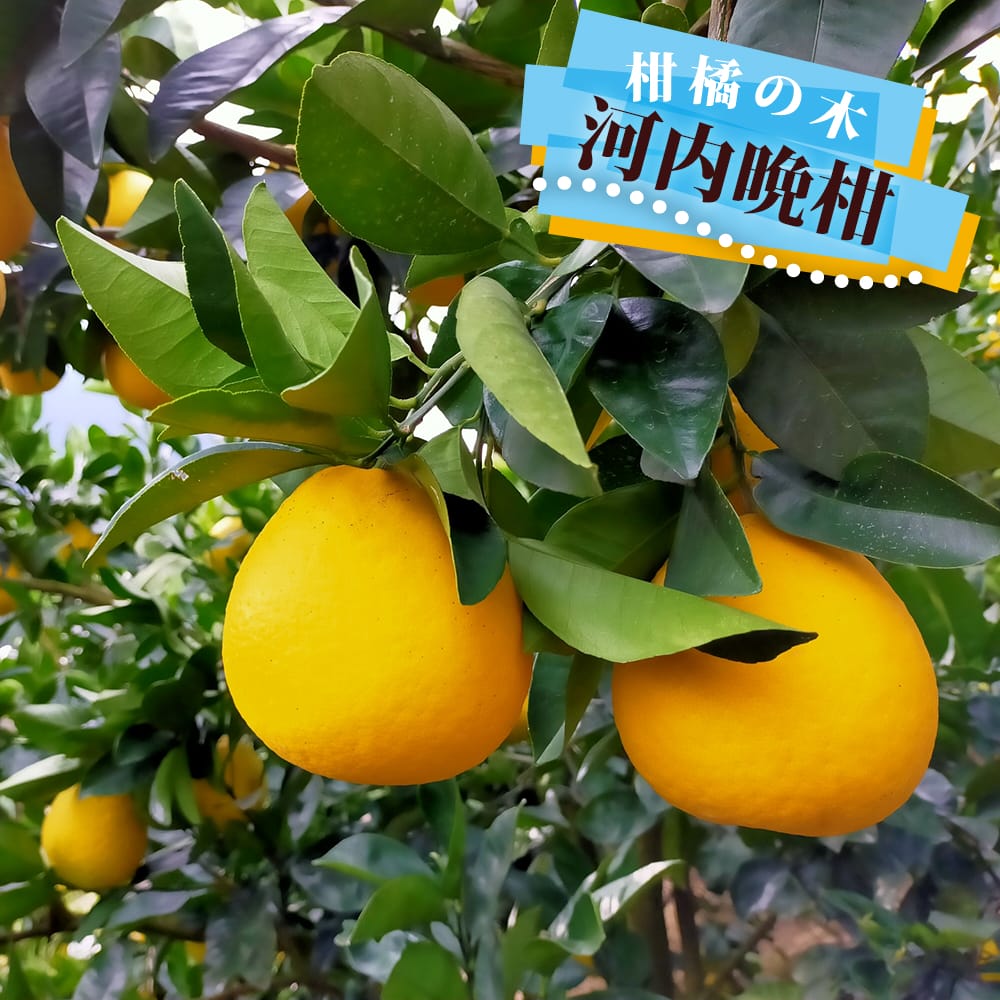 楽天市場】【土佐文旦】 2年生接木苗木 : 苗木部 by 花ひろば 楽天市場】【土佐文旦】 2年生接木苗木 : 苗木部 by 花ひろば