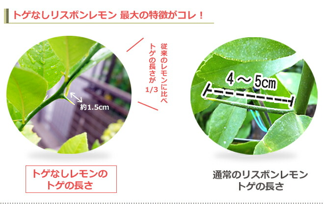 トゲなしレモンの新境地 四季なりでトゲが小さいれもん トゲなし レモンの木 レモンの木 トゲなし 選抜大実 アレンユーレカ 3年生接木大苗 予約販売9 10月頃入荷予定 果物の苗物 苗木部 ｂｙ 花ひろばオンライン