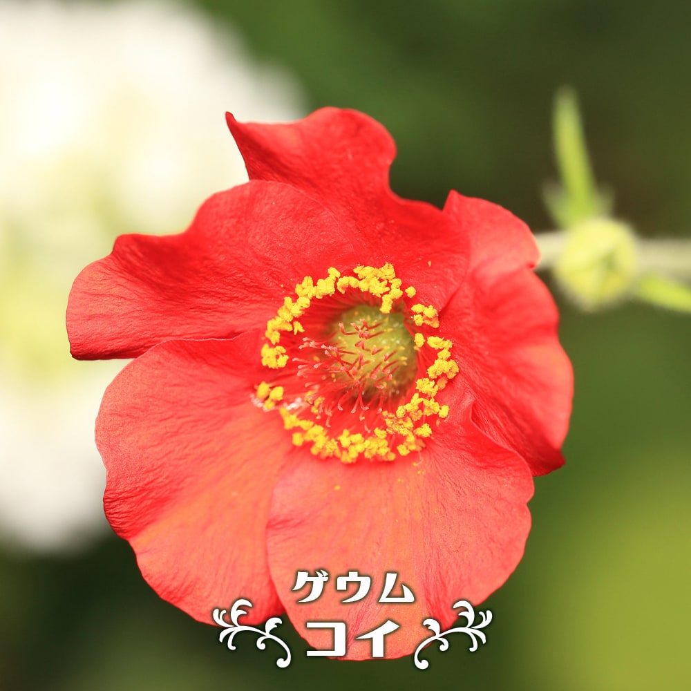 楽天市場】ゲウム 【コイ】 6号ポット大苗 : 苗木部 ｂｙ 花ひろばオンライン