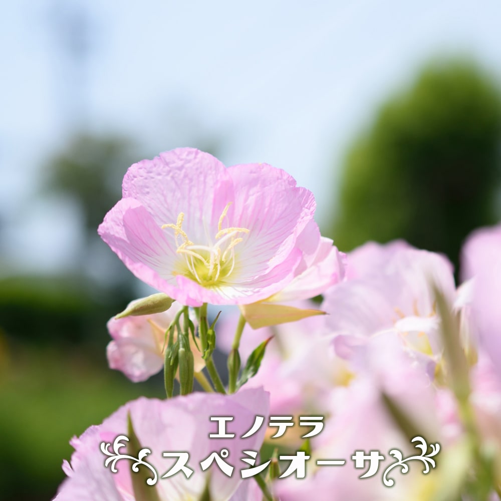 楽天市場 エノテラ スペシオーサ ポット苗 予約販売10月中旬頃入荷予定 苗木部 ｂｙ 花ひろばオンライン