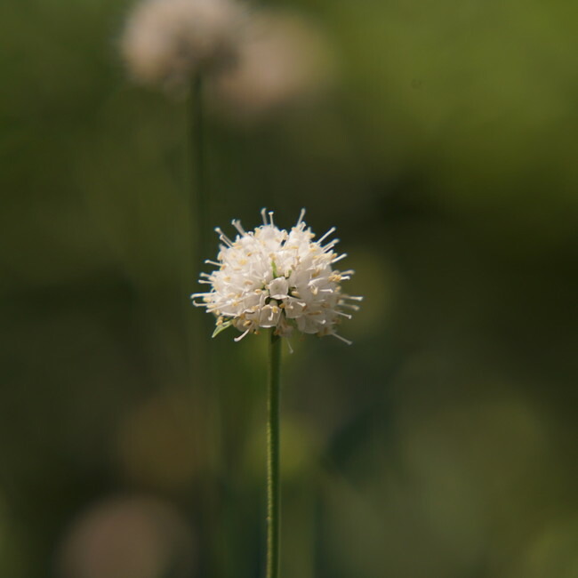 楽天市場】【ヒトリシズカ】 3号ポット苗 【予約販売】4～5月頃入荷