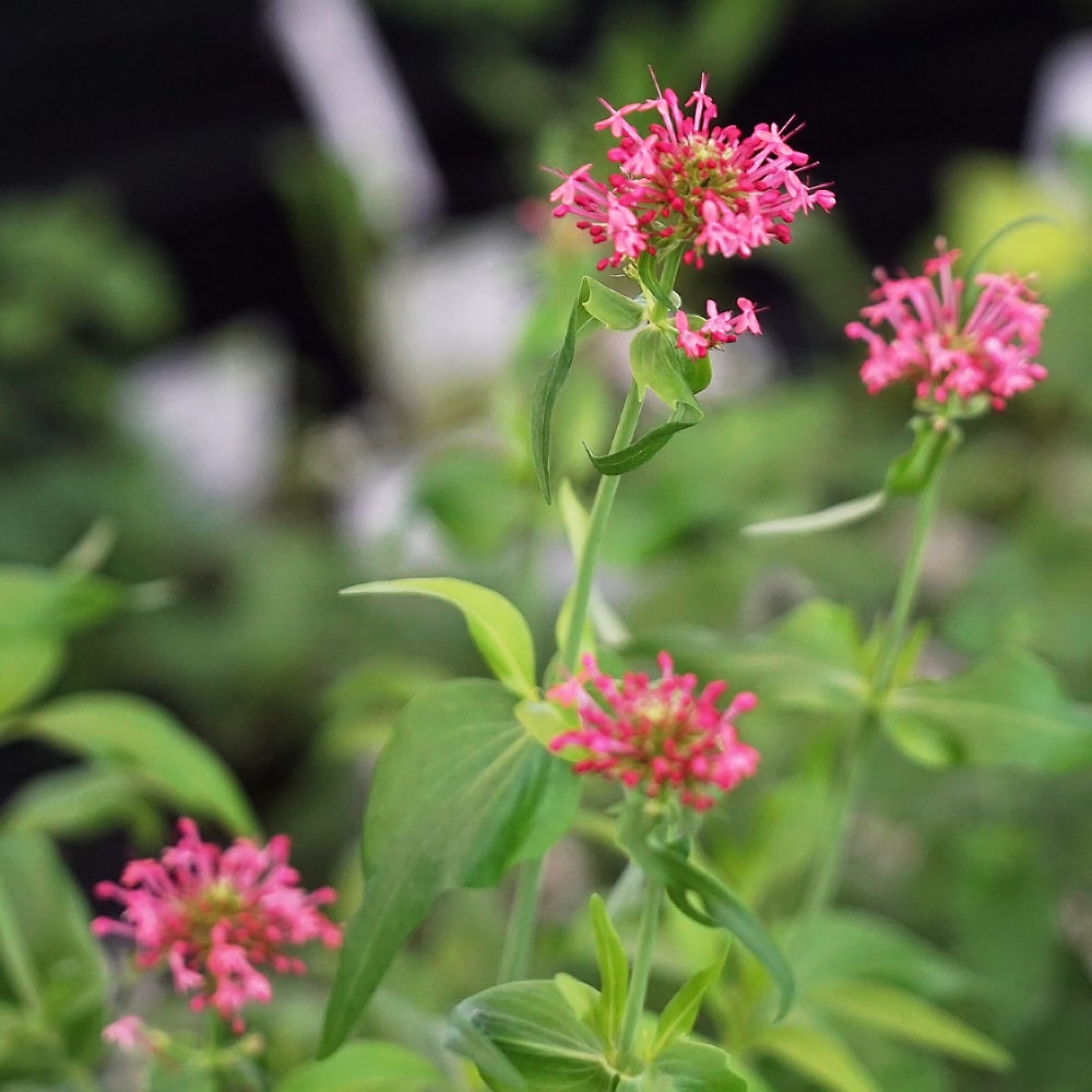 セントランサス 3号ポット苗