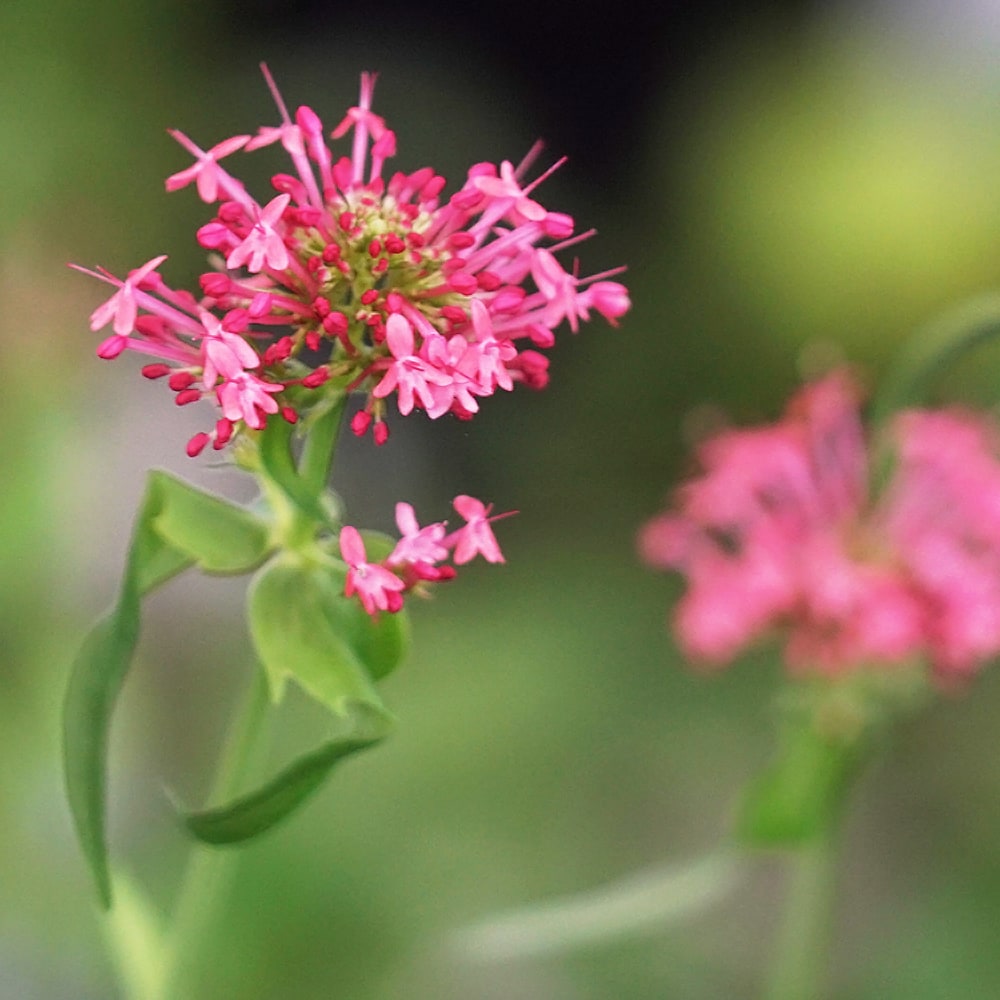 セントランサス 3号ポット苗