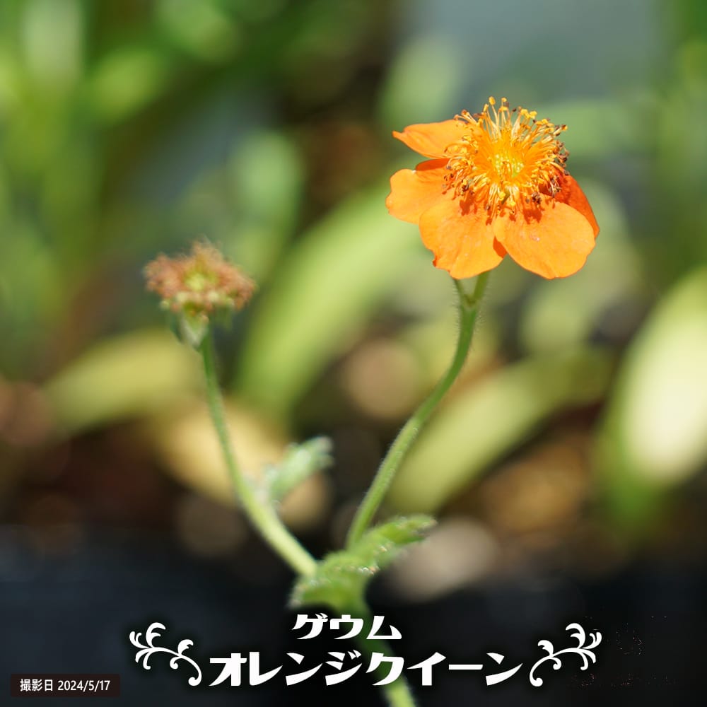 布花、黄色のビロードばら12本.添え小花5本 八重クチナシ2 本