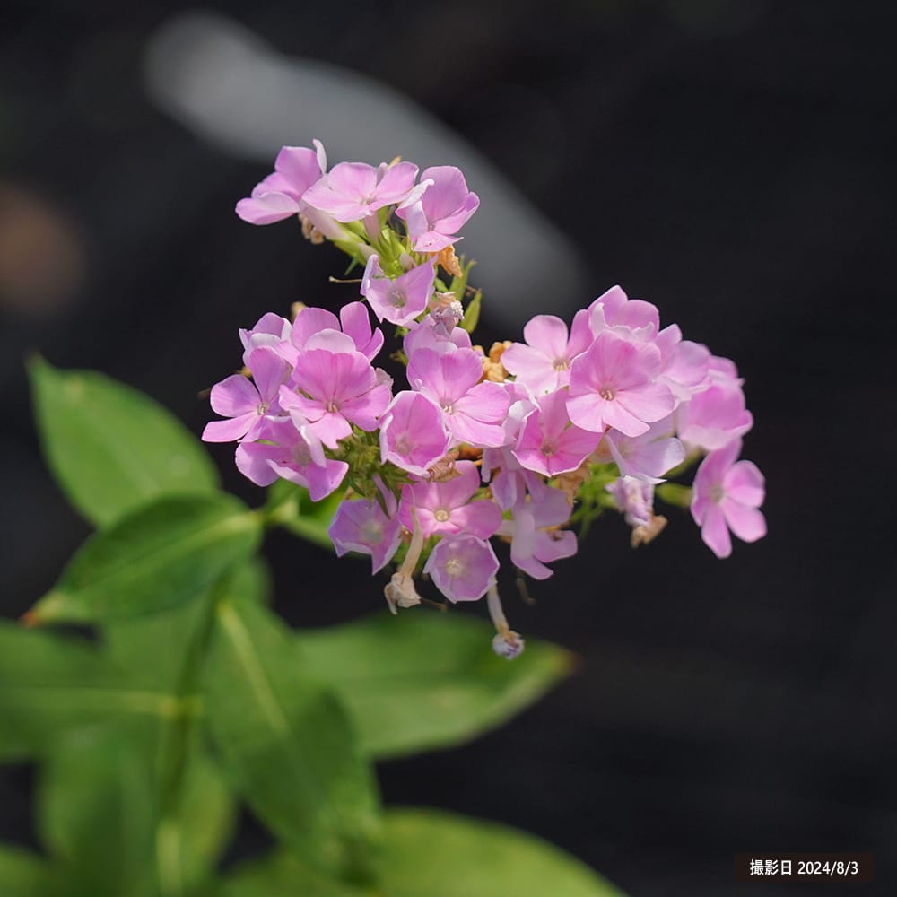 楽天市場】宿根フロックス 【レッドライディングフード】 3号ポット苗