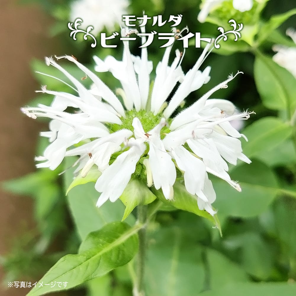 楽天市場】【ヒトリシズカ】 3号ポット苗 【予約販売】5月下旬頃