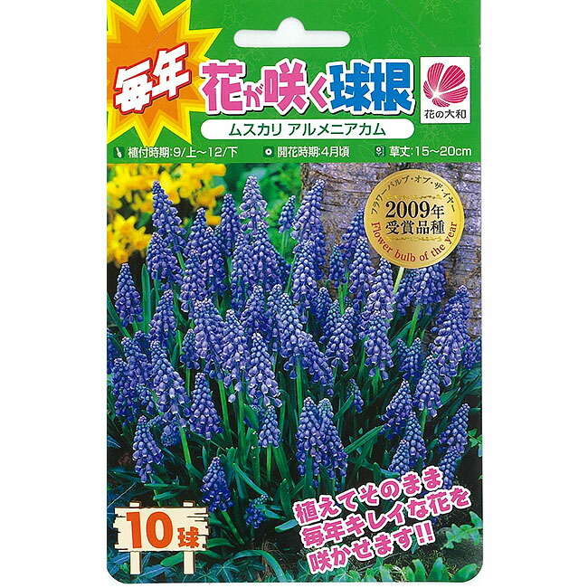 楽天市場 球根 ムスカリ アルメニアカム 10球入 植え付け時期12月下旬まで 苗木部 ｂｙ 花ひろばオンライン