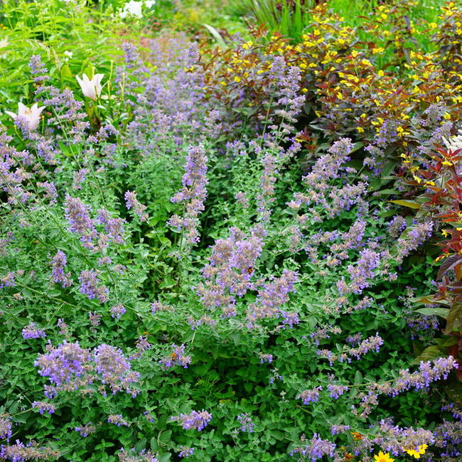 Hana Online ネペタ Cat Mint Six Hills Giant Pot Seedling ネペタ Cat Mint Six Hills Giant Pot Seedling Perennial Plant Cold Proof Related Evergreen Ground Cover