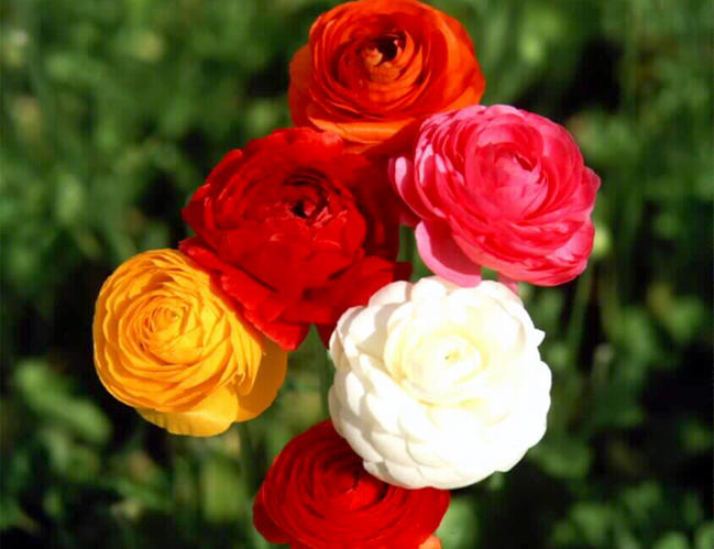 【花苗】芍薬 サラベルナール ★新芽2つ付き★ 淡ピンク 大輪 バラ咲き 八重咲 花苗】芍薬 サラベルナール ☆新芽2つ付き☆ 淡ピンク 大輪 バラ