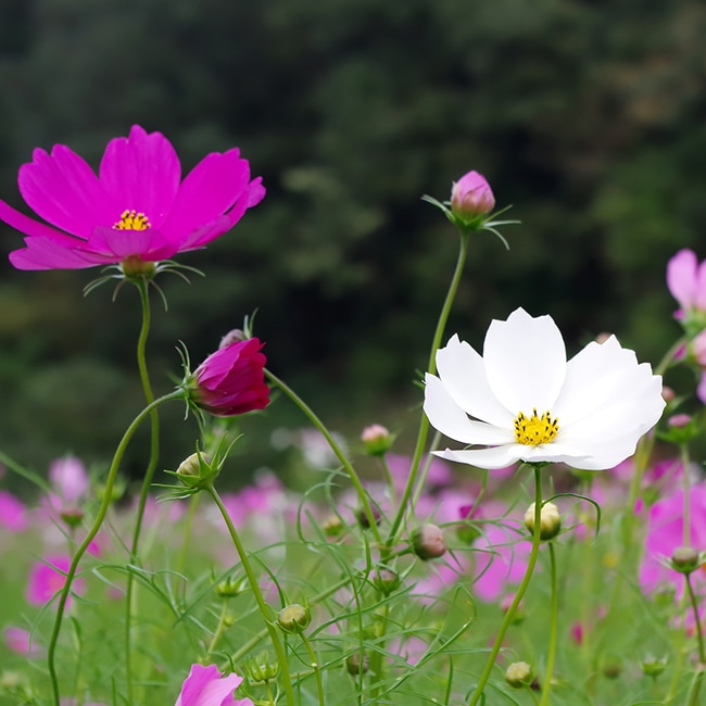 楽天市場 有機種子 コスモス ミックスカラー Sサイズ 0 7ｇ 約1粒 種蒔時期 3 7月 苗木部 ｂｙ 花ひろばオンライン