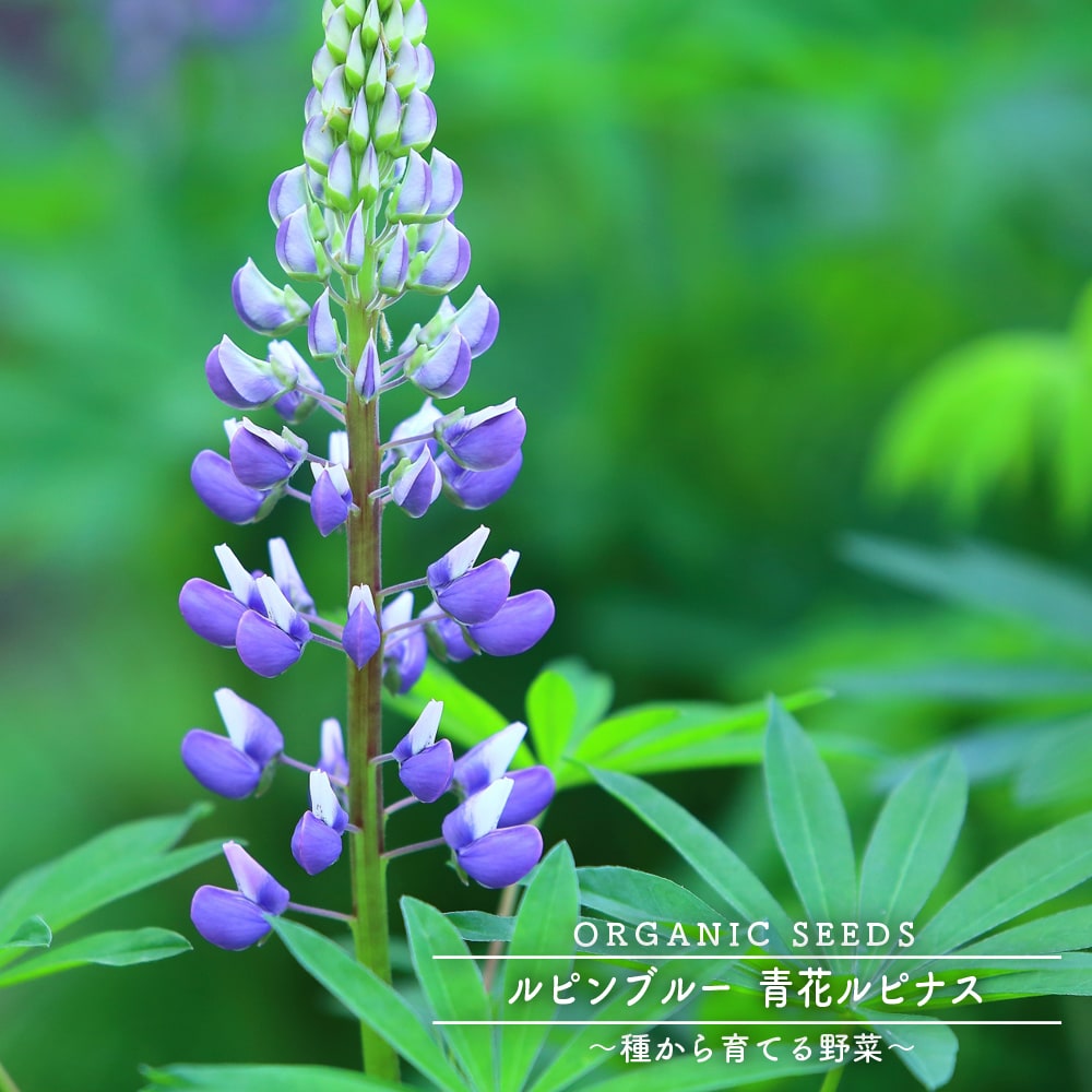 楽天市場 有機種子 ルピンブルー 青花ルピナス 緑肥 牧草 景観用 Lサイズ 900ｇ 種蒔時期 3 6月 9 10月 苗木部 ｂｙ 花ひろばオンライン