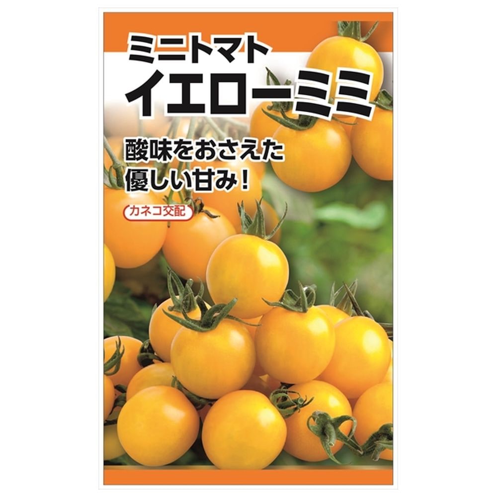 トマト 楽天市場】トマト 【レッドオーレ(中玉トマト)】 カネコ交配 種