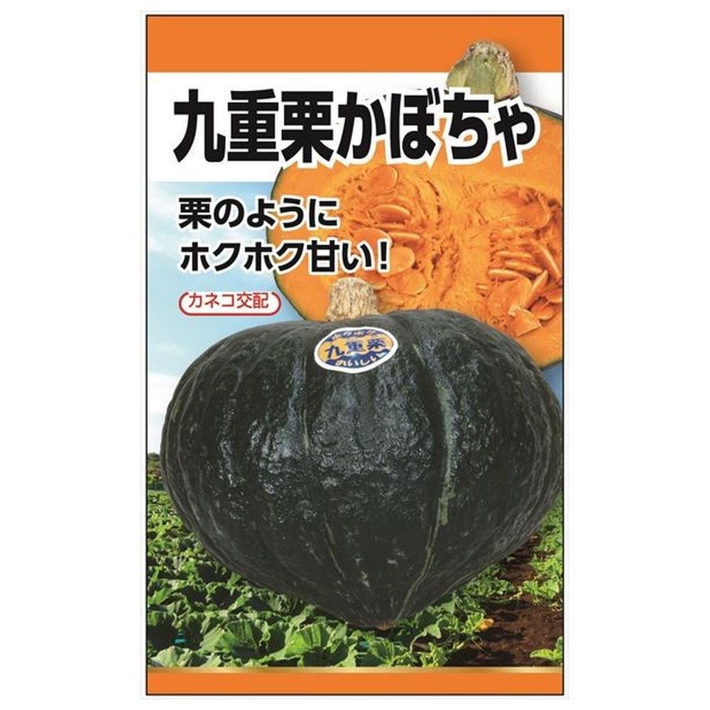 ５５％以上節約 楽天市場】カボチャ 【タキイ交配 栗えびすかぼちゃ】 種・小袋 絵画