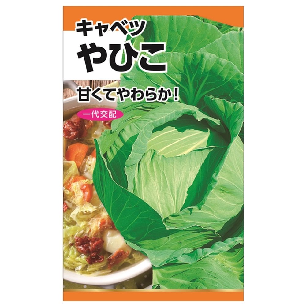 一足早く春を感じてください 早春キャベツ(神奈川県産 長嶋さん