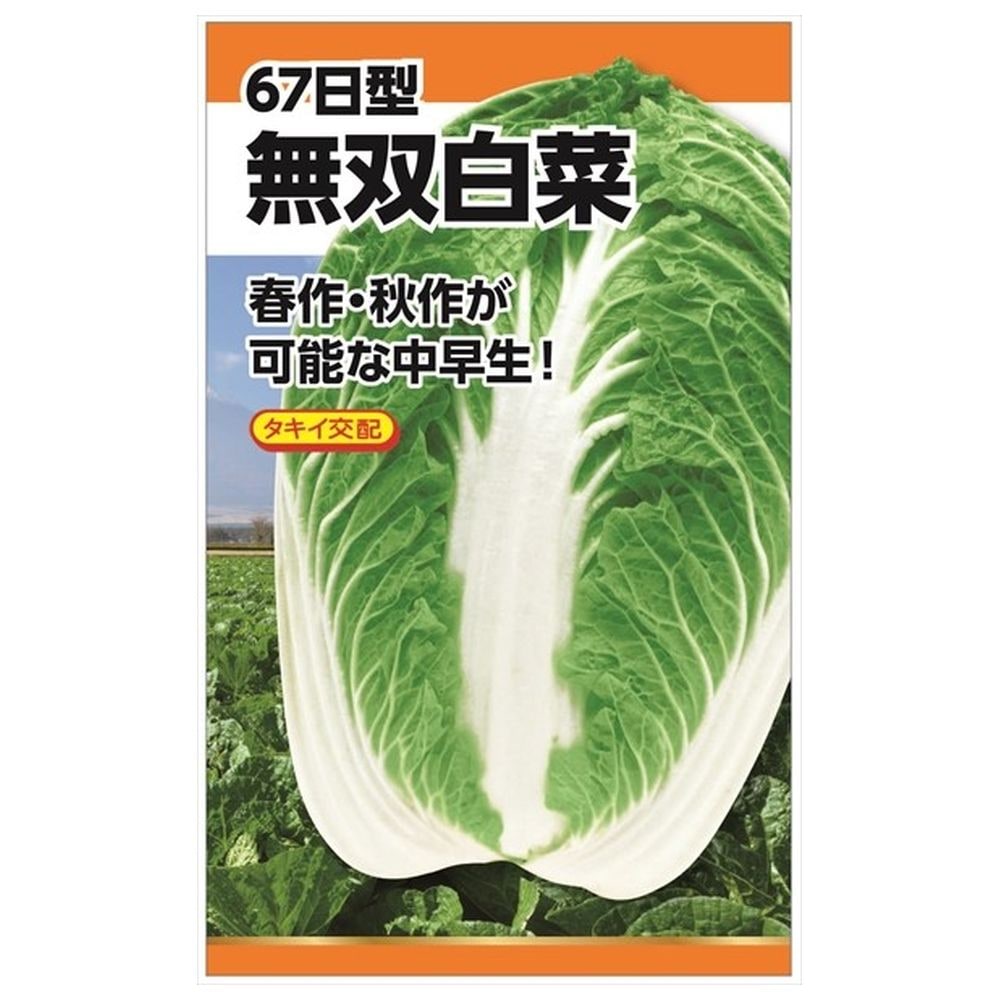 白菜 楽天市場】白菜 【タキイ交配 錦秋白菜】 種・小袋 （1.5ml） F1