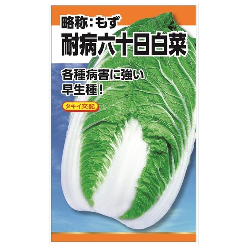 楽天市場】白菜 【タキイ交配 錦秋白菜】 種・小袋 （1.5ml） F1