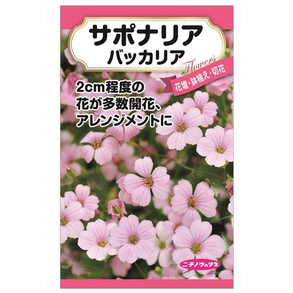 かすみそう 楽天市場】【宿根かすみ草】 種・小袋 （0.2ml） F1（一代交配種