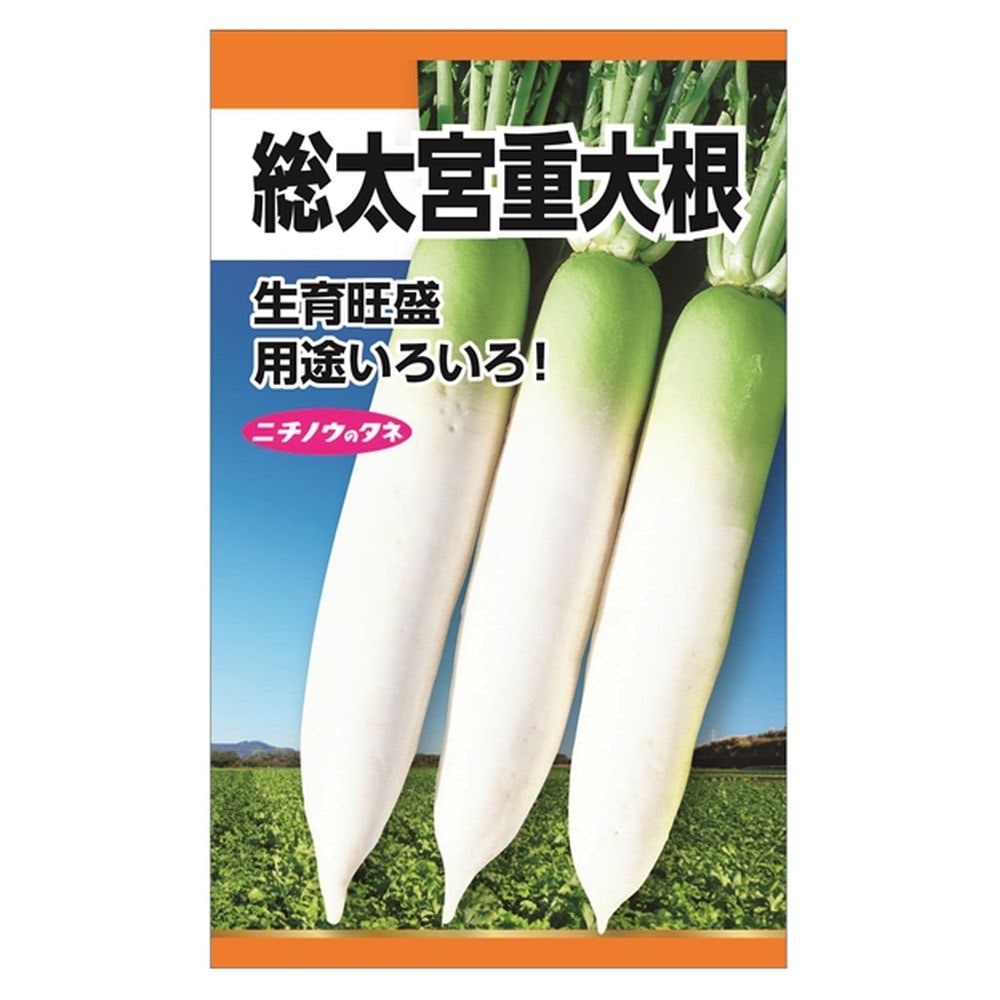 弁慶柱　特大　極太　発根済み 桜風 ダイコン ｜ 品種カタログ ｜ タキイの野菜【タキイ種苗】
